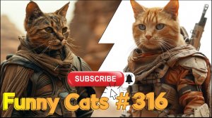 Смешные коты #316