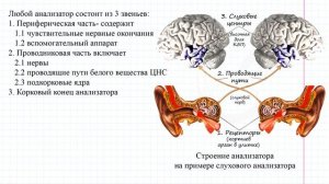 74 Общий план строения анализаторов