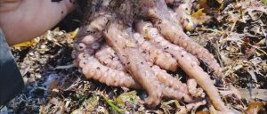 Морепродукты | Рыбалка без удочки | Сахалин | Старинный предмет!