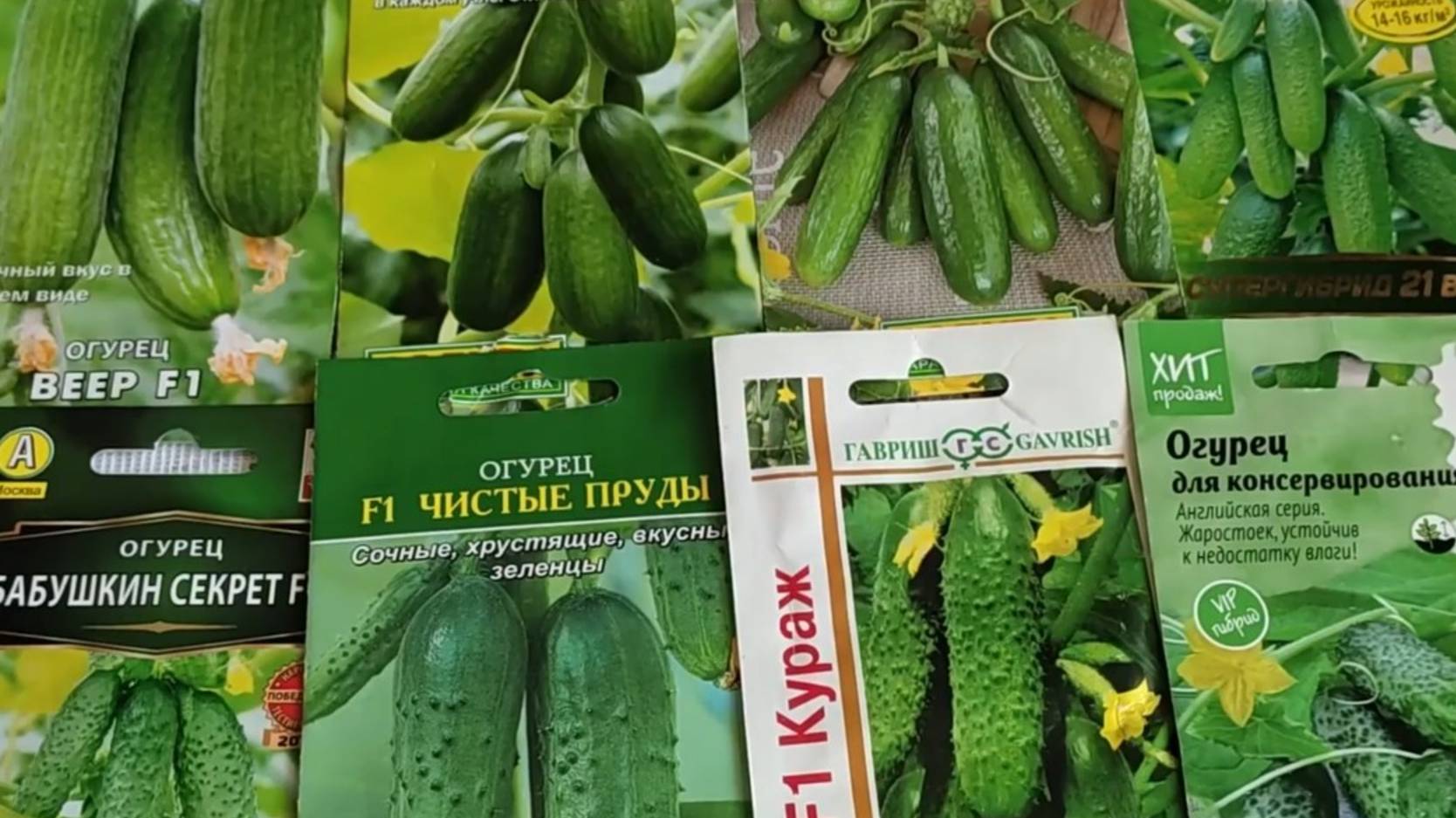 Обзор семян огурцов для выращивания в новом сезоне смотреть онлайн