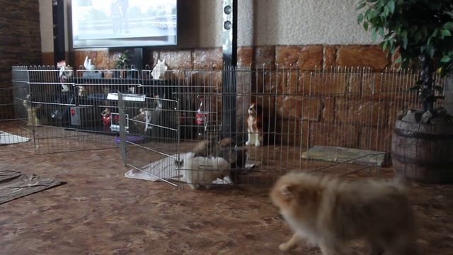 питомник шпицев 