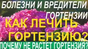 КАК ОПРЕДЕЛИТЬ БОЛЕЗНИ И ВРЕДИТЕЛЕЙ КРУПНОЛИСТНОЙ ГОРТЕНЗИИ ЧИТАЕМ ПО ЛИСТУ!