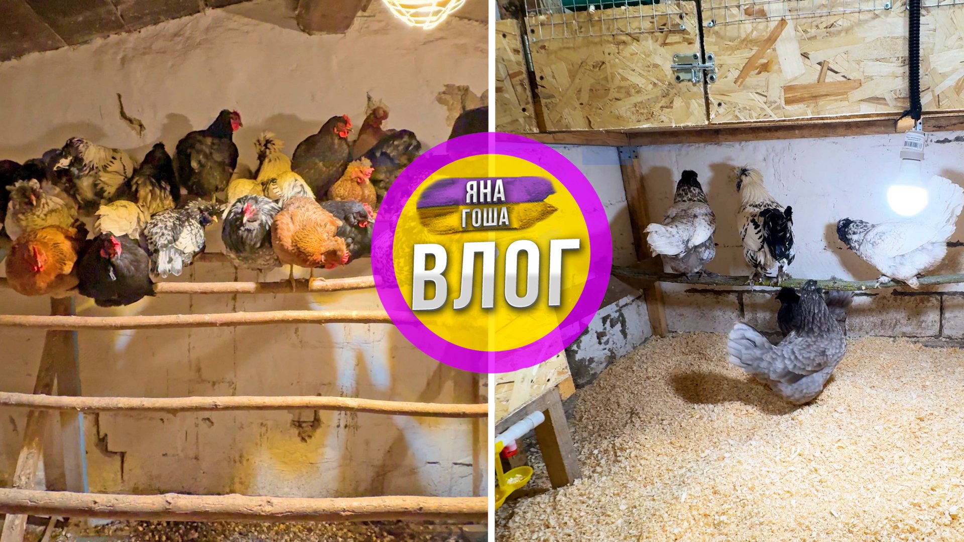 💎КУРЯТНИК - ЛЮКС💎 - готов! Заселяю семьи. Теперь всё серьзно! смотреть онлайн