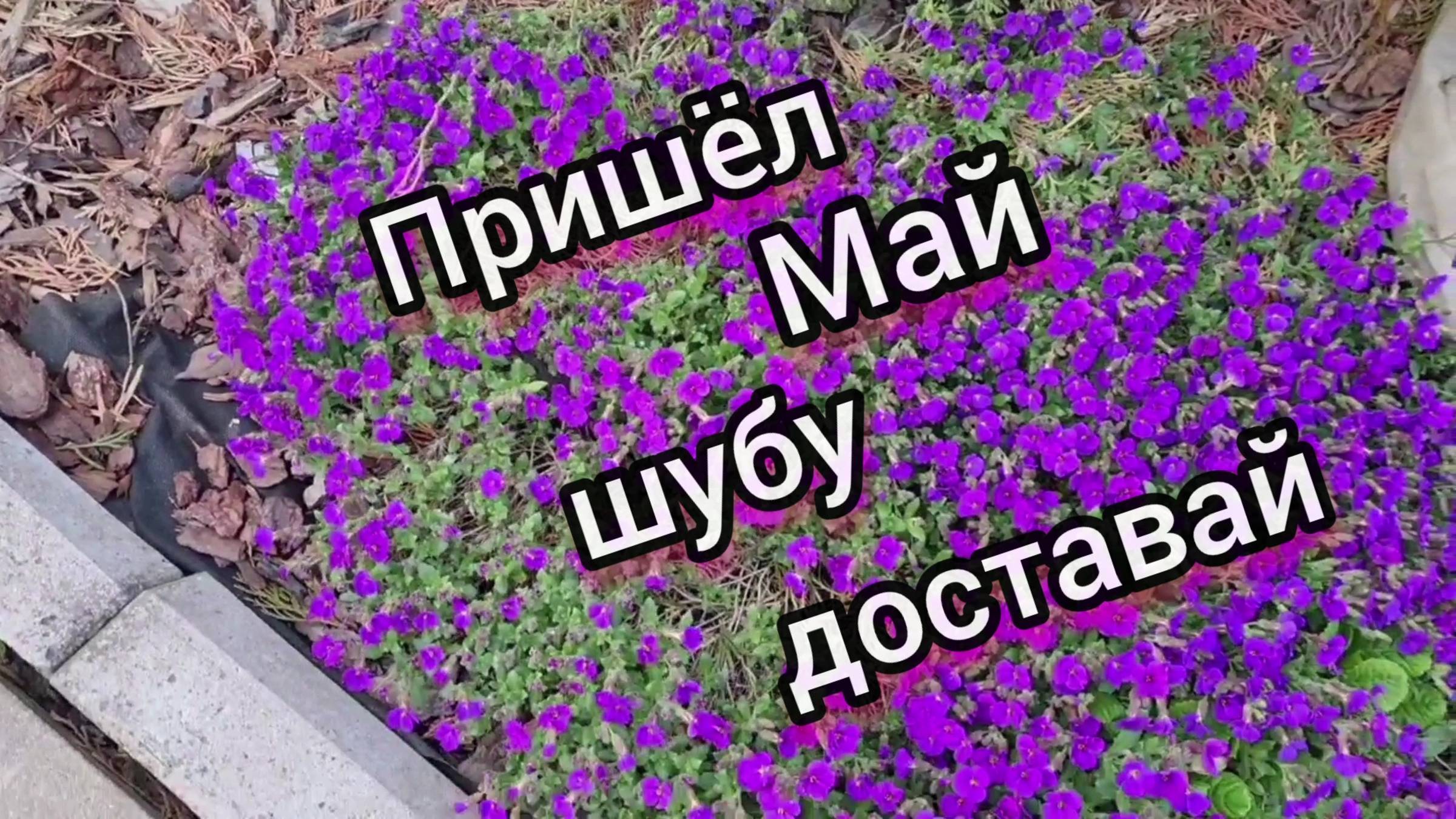 Дача 🏡 Май чудит 04.05.25г. Зацвели тюльпаны под укрытием!🌷Ленинградская область. смотреть онлайн