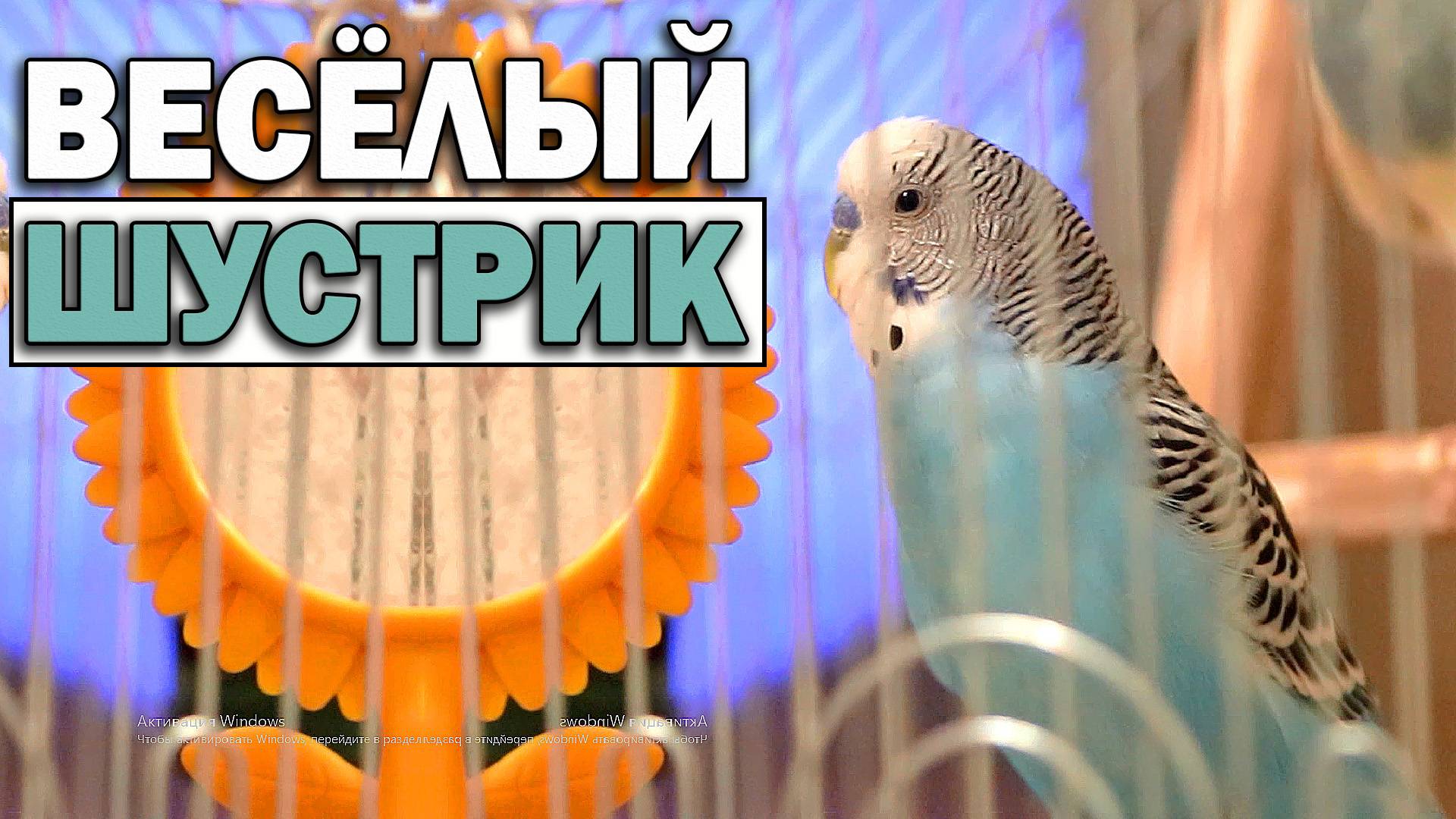 Весёлое пение волнистого попугая Шустрика