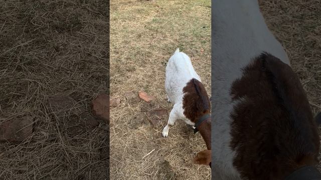 Правда о бурских козах. Удои бурских коз. ЛПХ Иркутская коза