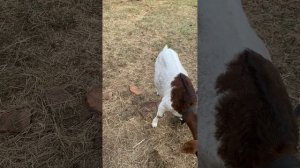 Правда о бурских козах. Удои бурских коз. ЛПХ Иркутская коза