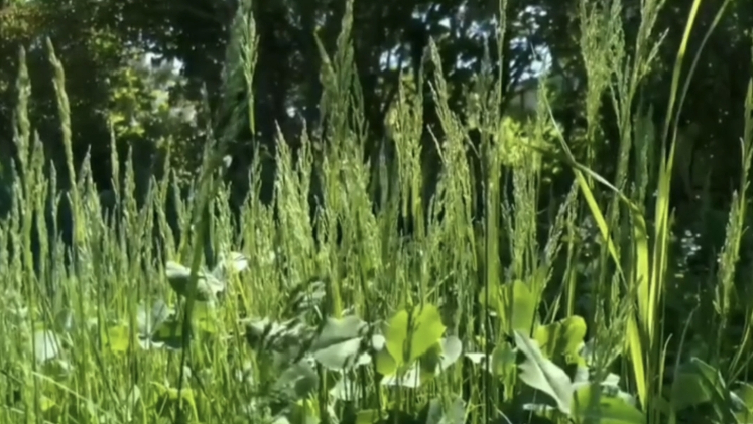 Месяц май. Первый покос🔸 смотреть онлайн