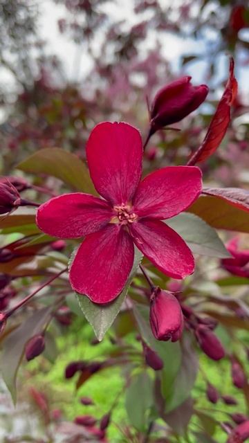 Яблоня #цветы #садиогород #растения #садидача #уход