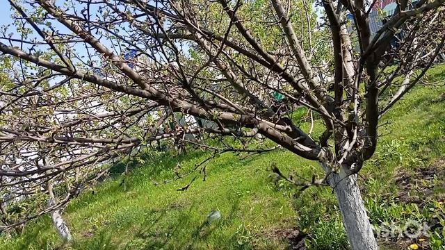 Что в саду? смотреть онлайн