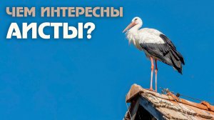 Удивительные факты про аистов