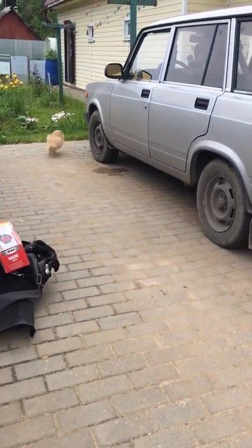 Девочка шпиц крем с чёрной маской