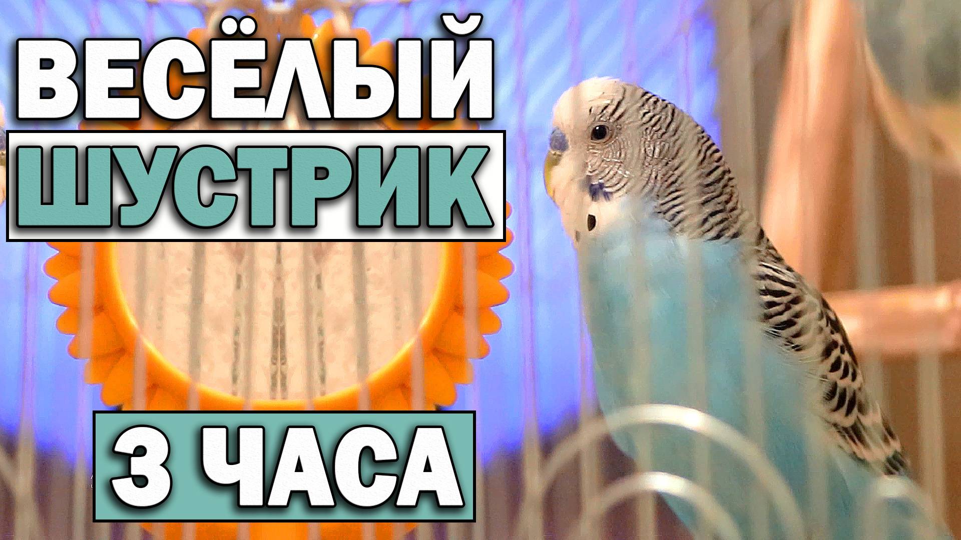 Весёлое пение волнистых попугаев. 3 часа. смотреть онлайн