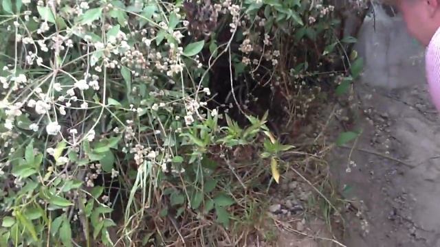 поиски 100 $ в кустах смотреть онлайн