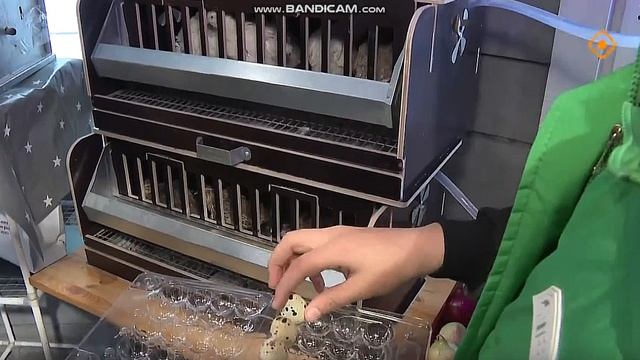 Урбаан биэрии ыалдьыттаата Умнай фермабар