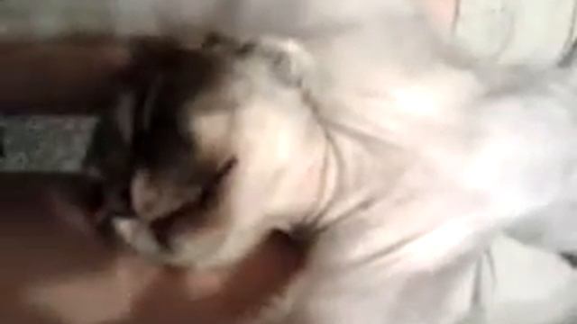 ПРИКОЛ Барсик ))) смотреть онлайн