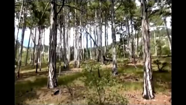 Как мы помогаем лесникам и путешествуем смотреть онлайн