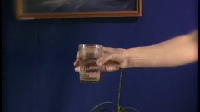 ЧИЗ Коля Бодун смотреть онлайн