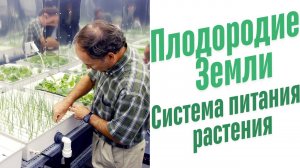 Система питания растения.