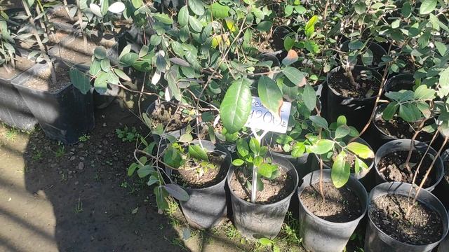 Садовый центр Южная столица смотреть онлайн