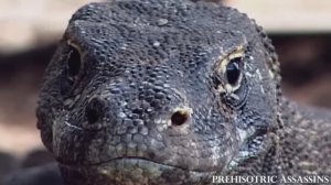 🎬 Палеонтология: Первобытная Австралия. Континент страха для первобытных людей.