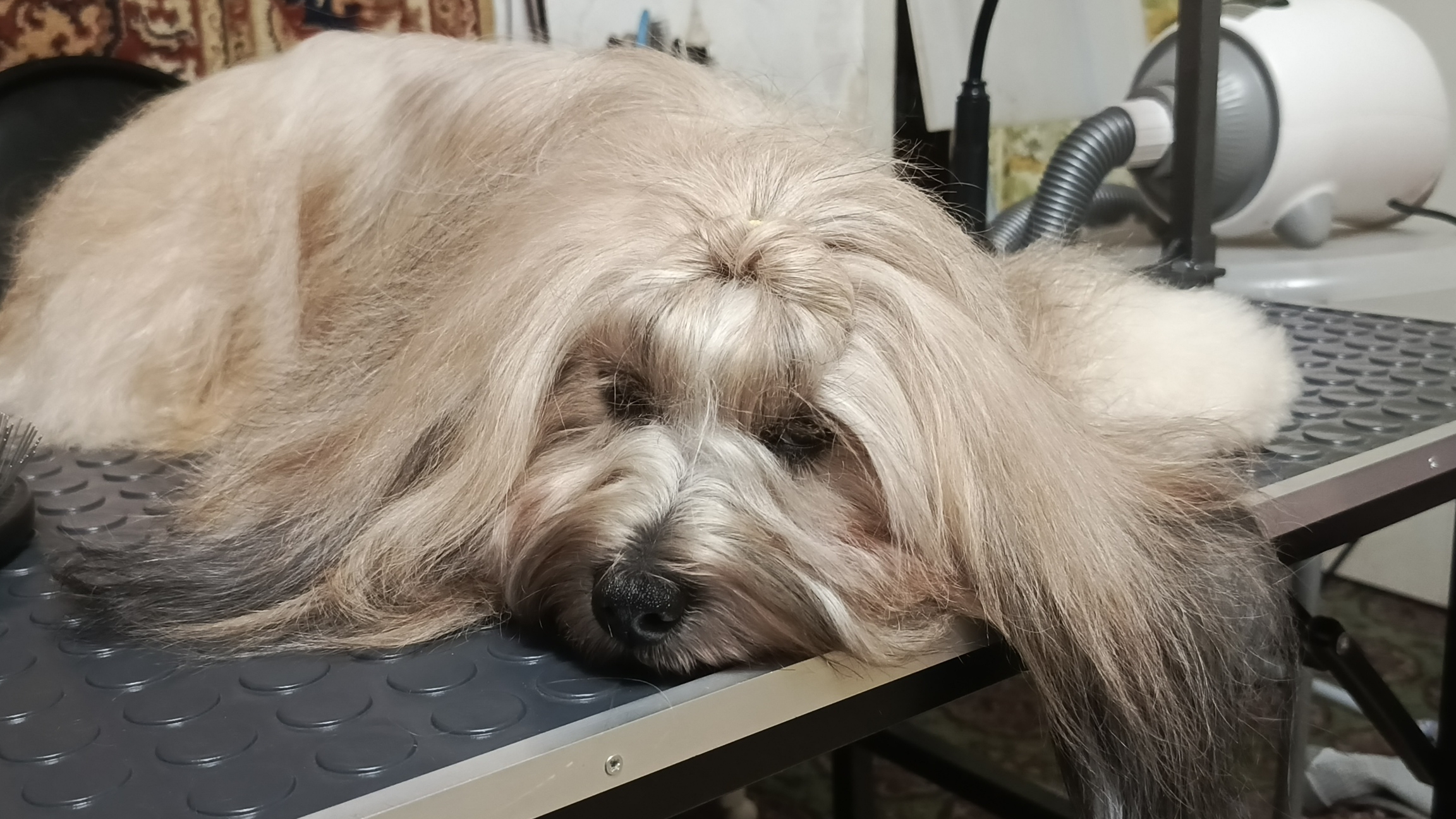 Тибетский терьер смотреть онлайн