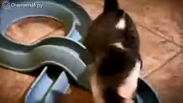 Бесконечность с шариком для кошки от Алексея смотреть онлайн