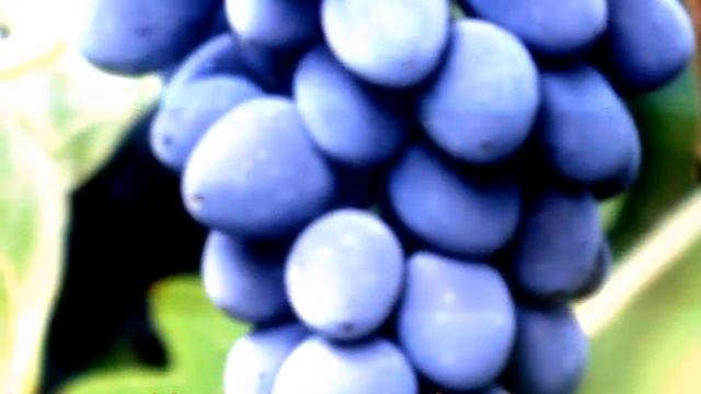 Виноград Молдова смотреть онлайн