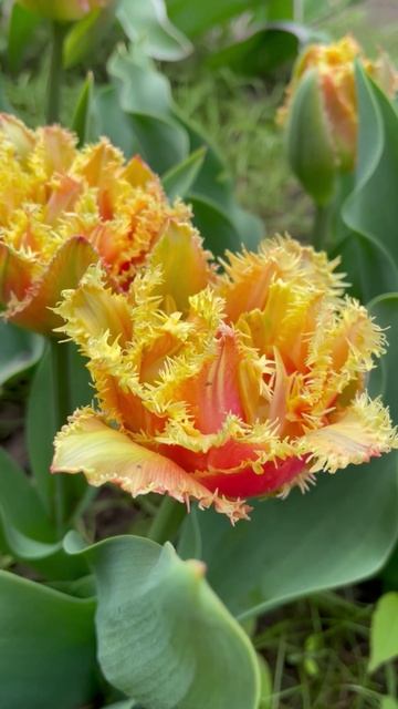 Тюльпан #цветы #садиогород #садидача #Тюльпаны #садоводство