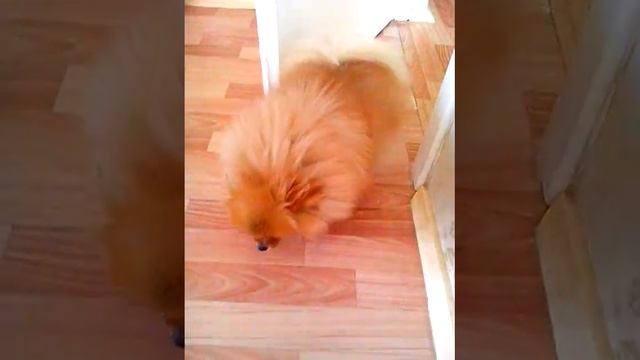 Миха и дверь