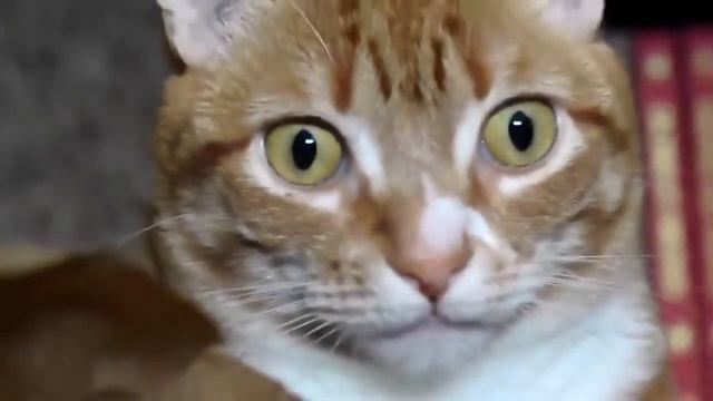 Лучшие приколы с котами #1 (Январь-Февраль 2018). Суперподборка / Funny videos with cats смотреть онлайн