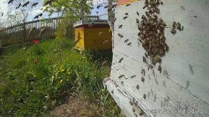 пчелиная пасека онлайн, Россия, Сибирь, Омск. Пчёлы: "делаем мёд и не жужжим"  )