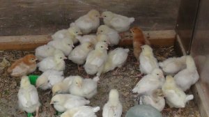 Цыплята.