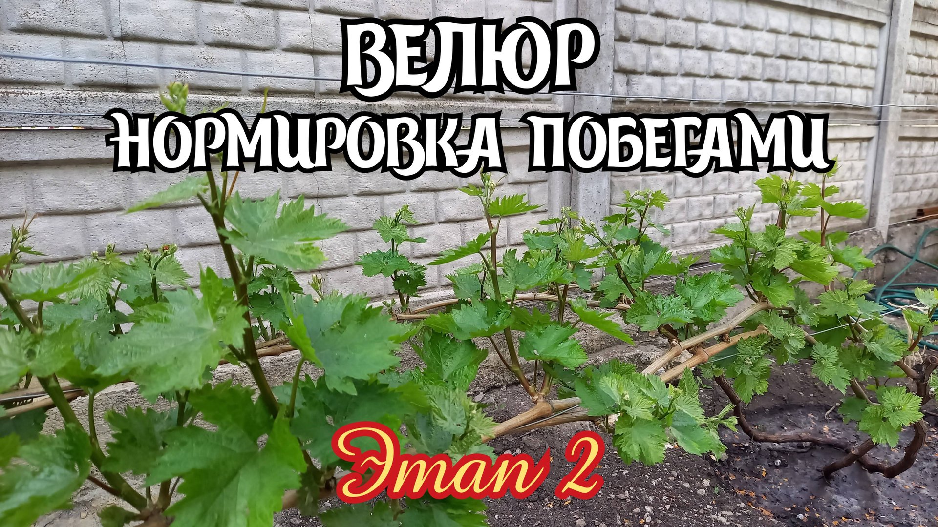 Виноград ВЕЛЮР. Нормировка побегами - ЭТАП 2. смотреть онлайн