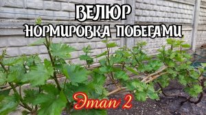 Виноград ВЕЛЮР. Нормировка побегами - ЭТАП 2.
