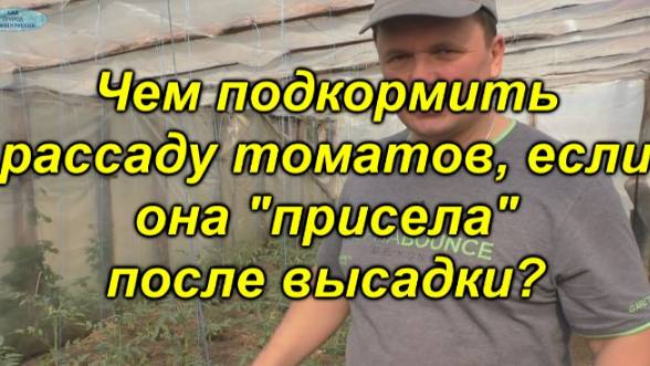 Почему рассада замедлила рост после высадки? 🌱 Спасение в правильной подкормке! смотреть онлайн