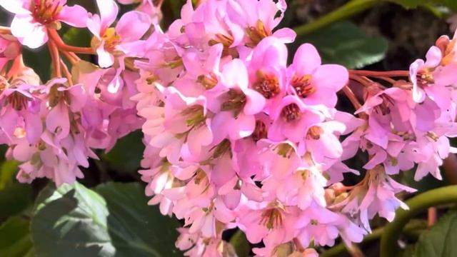 Обзор весенних цветов с названиями - почему они так называются