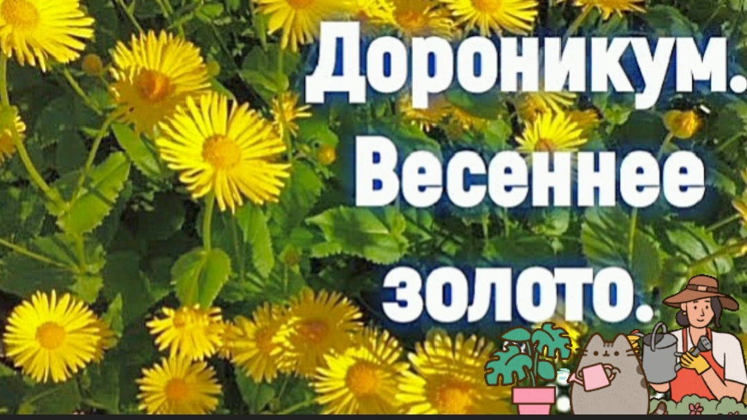 Самый неприхотливый многолетник для вашего сада смотреть онлайн