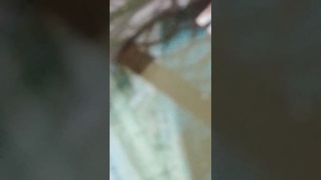 YY-METAL вот так агата Кристи группа Ария Кипелов Сергей Марвин или Маврин все фанаты глента  видео