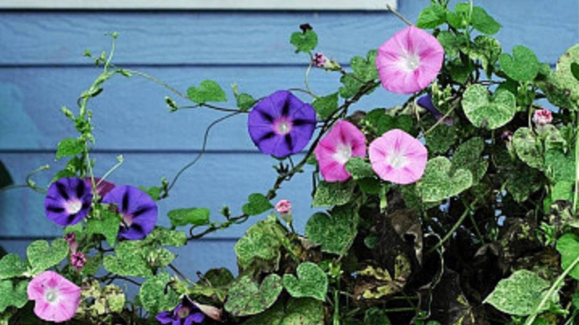 Российским дачникам угрожают посадками... смотреть онлайн