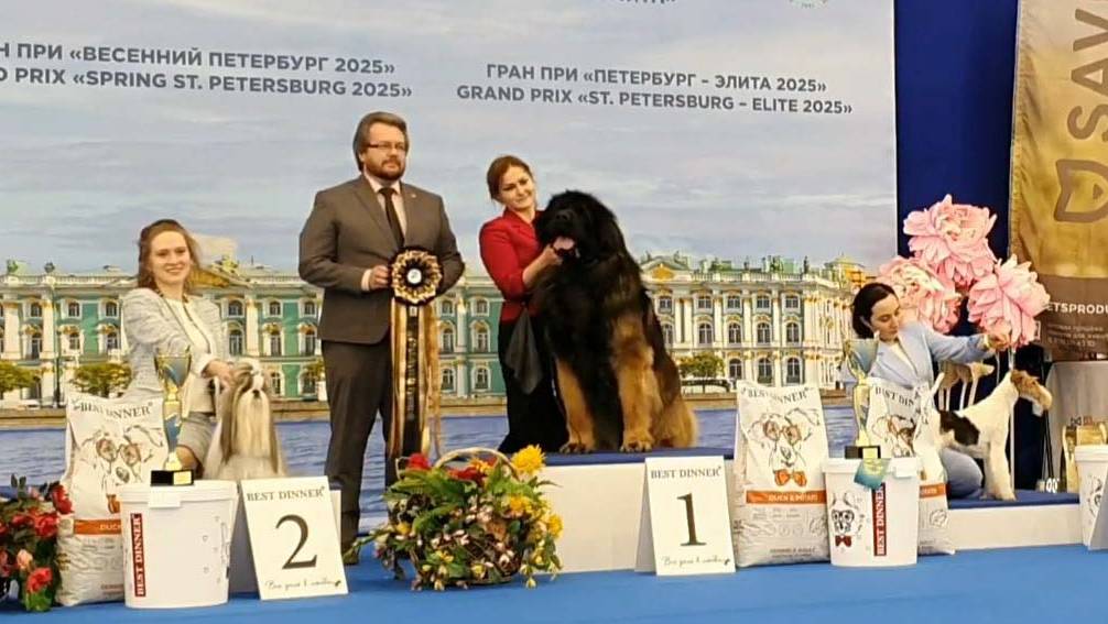 26.04.2025, СПб. Клуб "Элита" (РКФ, ОАНКОО). Выставка собак "СУПЕР КУБОК ЭЛИТЫ" (САС, ЧРКФ) смотреть онлайн