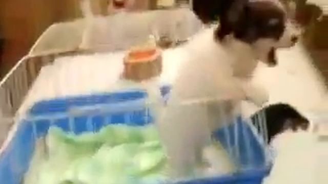 Смешное видео, говорящая собака смотреть онлайн