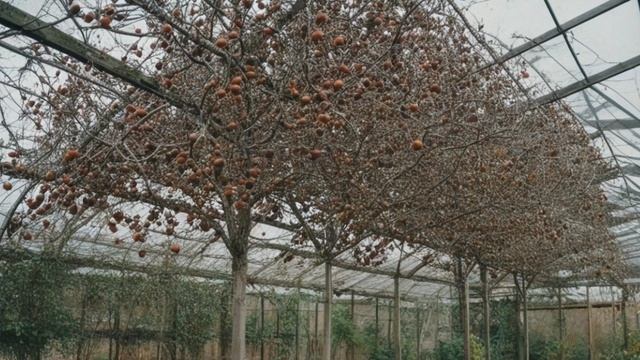 Как укрыть виноград на зиму на Урале - Ягоды смотреть онлайн