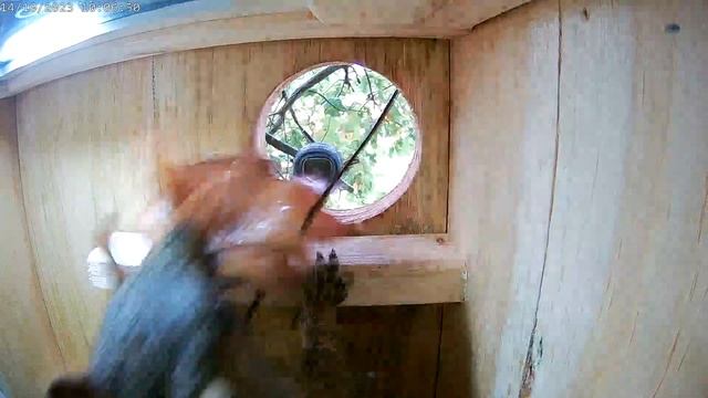 Eastern Gray Squirrel Nest Box.