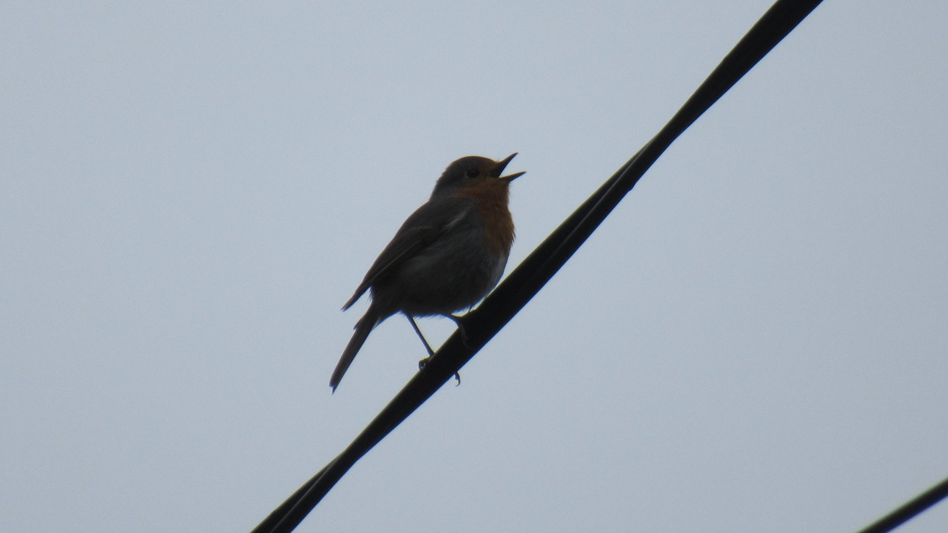 Малиновка поёт (крупным планом) смотреть онлайн