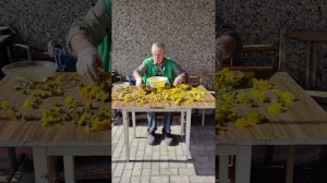 Заготавливаем одуванчики для вкусного и ОЧЕНЬ ПОЛЕЗНОГО чая...