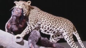 🎬 Первобытные люди: Быть Homo Habilis - отстой. Самые трудные времена для древних людей.