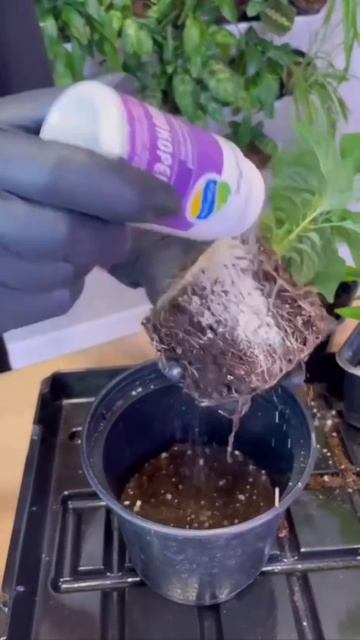 Выращиваем перец на окне: подробное руководство смотреть онлайн