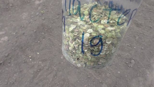 Весенний посев пастернака