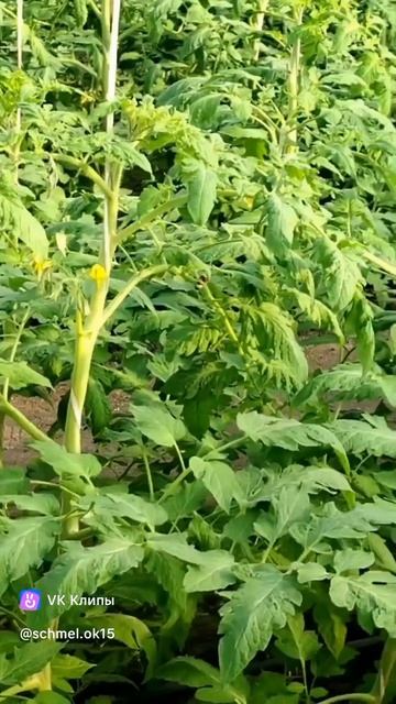 Видео работы шмелей в новом улики-садок от нашего клиента